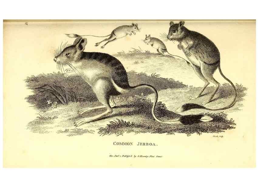 Reproducción/Reproduction 49826525141: General zoology, or Systematic natural history. London,Printed for G. Kearsley,1800-1826.. 