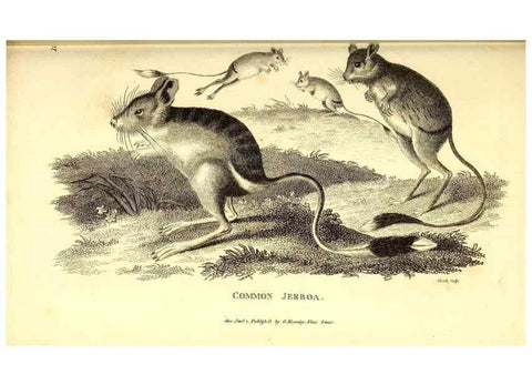 Reproducción/Reproduction 49826525141: General zoology, or Systematic natural history. London,Printed for G. Kearsley,1800-1826.. 