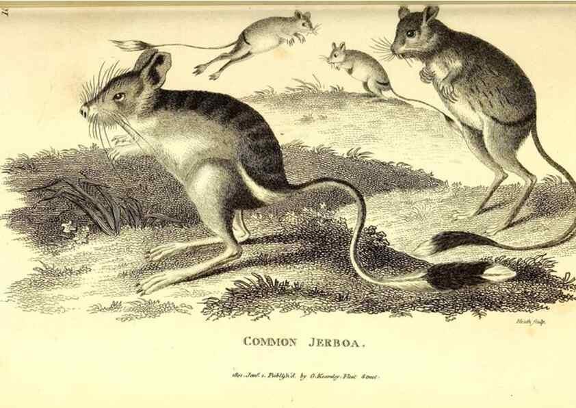 Reproducción/Reproduction 49826525141: General zoology, or Systematic natural history. London,Printed for G. Kearsley,1800-1826.. 