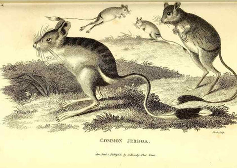 Reproducción/Reproduction 49826525141: General zoology, or Systematic natural history. London,Printed for G. Kearsley,1800-1826.. 