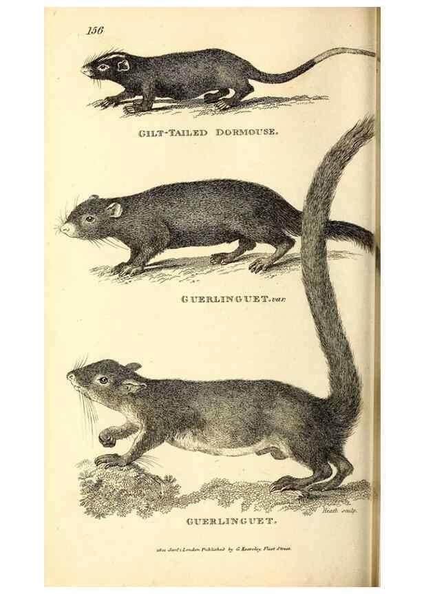Reproducción/Reproduction 49826524866: General zoology, or Systematic natural history. London,Printed for G. Kearsley,1800-1826.. 