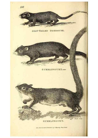 Reproducción/Reproduction 49826524866: General zoology, or Systematic natural history. London,Printed for G. Kearsley,1800-1826.. 