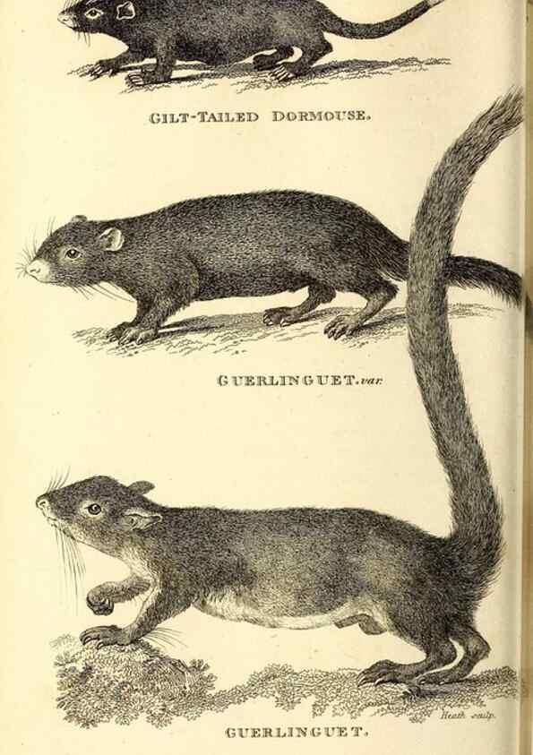 Reproducción/Reproduction 49826524866: General zoology, or Systematic natural history. London,Printed for G. Kearsley,1800-1826.. 