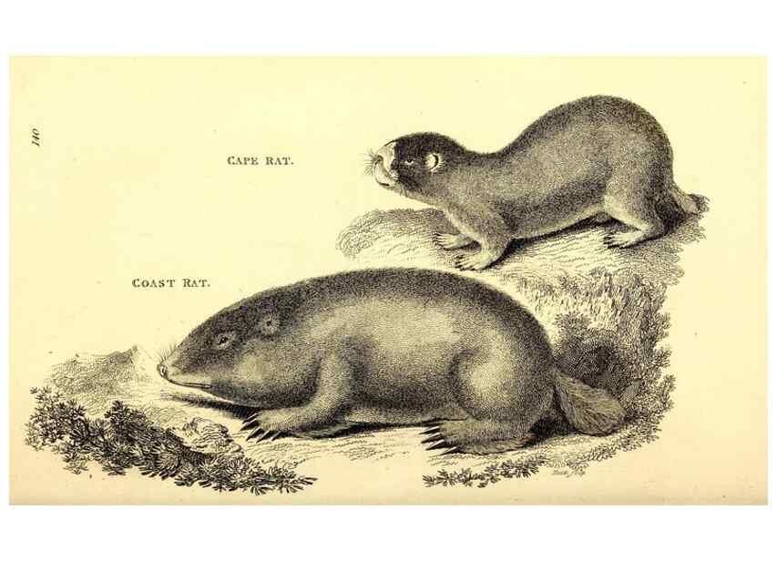 Reproducción/Reproduction 49826835802: General zoology, or Systematic natural history. London,Printed for G. Kearsley,1800-1826.. 