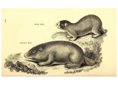 Reproducción/Reproduction 49826835802: General zoology, or Systematic natural history. London,Printed for G. Kearsley,1800-1826.. 