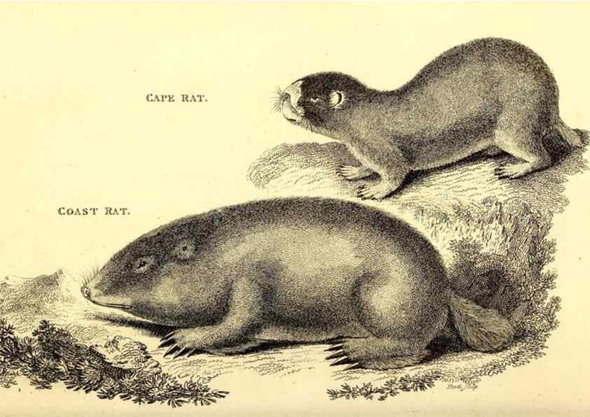 Reproducción/Reproduction 49826835802: General zoology, or Systematic natural history. London,Printed for G. Kearsley,1800-1826.. 