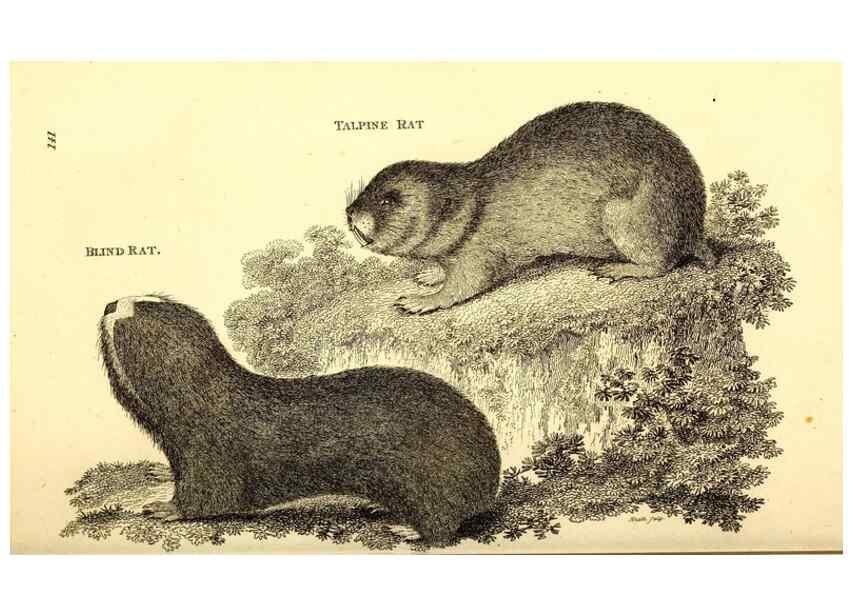 Reproducción/Reproduction 49826836267: General zoology, or Systematic natural history. London,Printed for G. Kearsley,1800-1826.. 