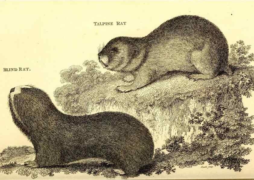 Reproducción/Reproduction 49826836267: General zoology, or Systematic natural history. London,Printed for G. Kearsley,1800-1826.. 