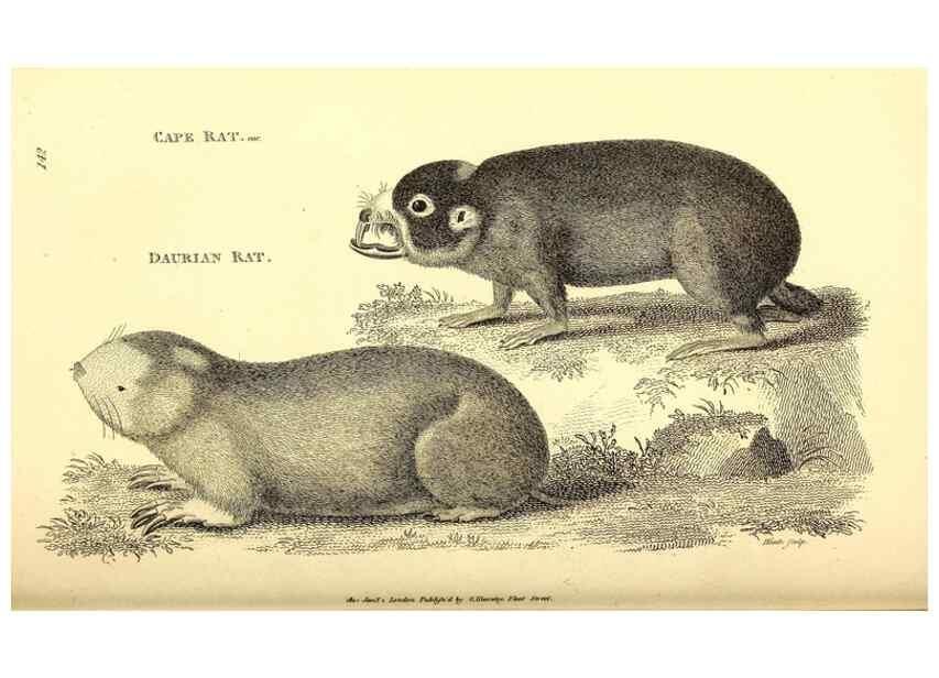 Reproducción/Reproduction 49826836702: General zoology, or Systematic natural history. London,Printed for G. Kearsley,1800-1826.. 