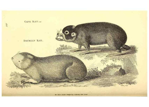 Reproducción/Reproduction 49826836702: General zoology, or Systematic natural history. London,Printed for G. Kearsley,1800-1826.. 