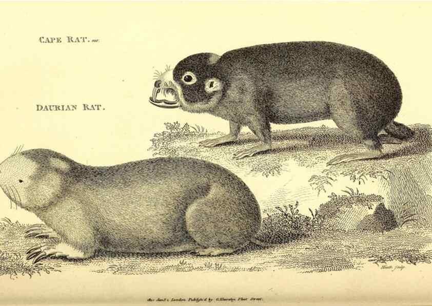Reproducción/Reproduction 49826836702: General zoology, or Systematic natural history. London,Printed for G. Kearsley,1800-1826.. 
