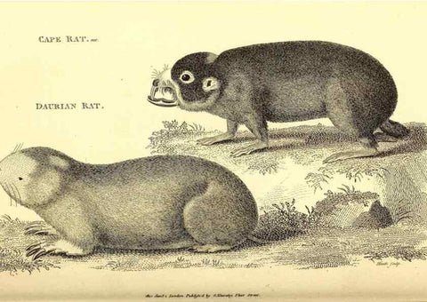 Reproducción/Reproduction 49826836702: General zoology, or Systematic natural history. London,Printed for G. Kearsley,1800-1826.. 