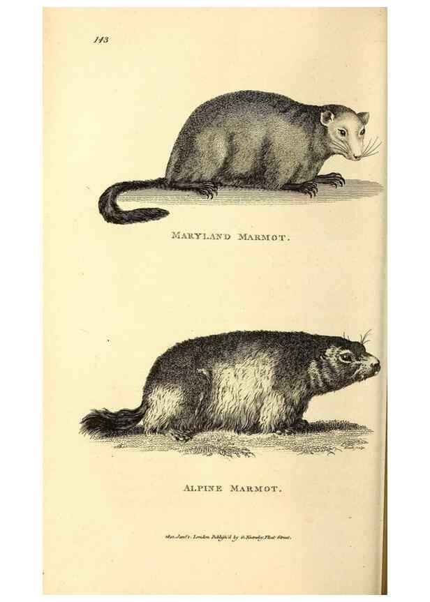 Reproducción/Reproduction 49826520716: General zoology, or Systematic natural history. London,Printed for G. Kearsley,1800-1826.. 