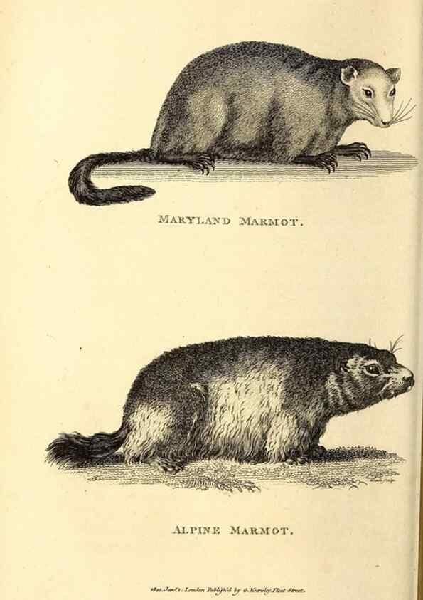 Reproducción/Reproduction 49826520716: General zoology, or Systematic natural history. London,Printed for G. Kearsley,1800-1826.. 