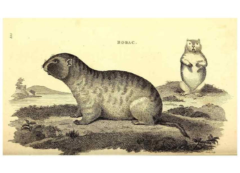 Reproducción/Reproduction 49826837262: General zoology, or Systematic natural history. London,Printed for G. Kearsley,1800-1826.. 