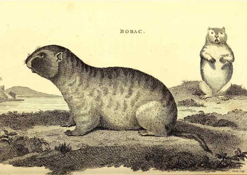 Reproducción/Reproduction 49826837262: General zoology, or Systematic natural history. London,Printed for G. Kearsley,1800-1826.. 