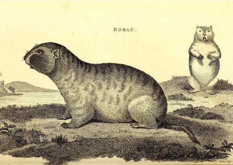 Reproducción/Reproduction 49826837262: General zoology, or Systematic natural history. London,Printed for G. Kearsley,1800-1826.. 
