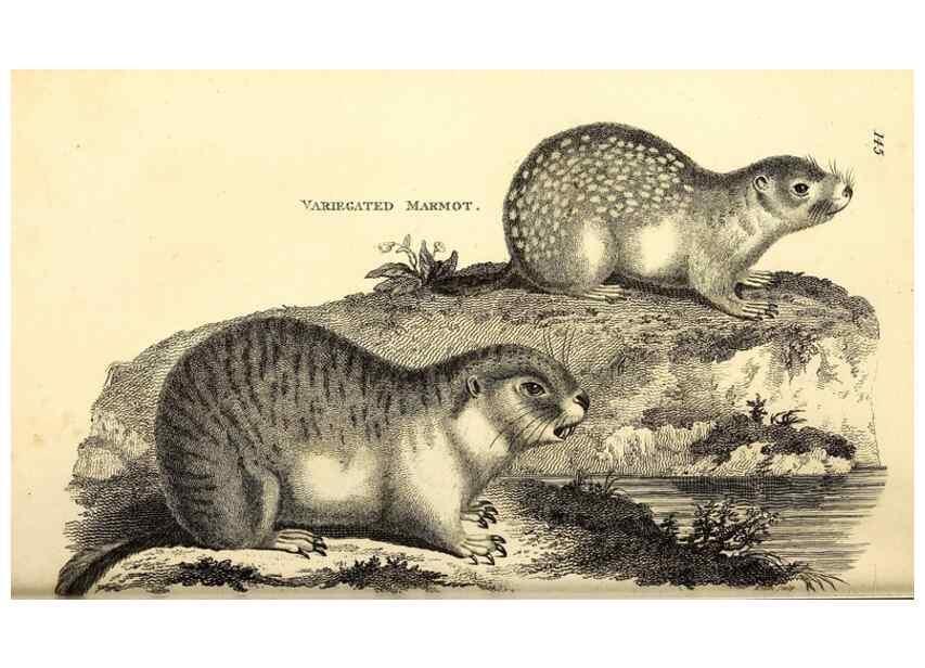 Reproducción/Reproduction 49826521376: General zoology, or Systematic natural history. London,Printed for G. Kearsley,1800-1826.. 