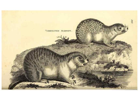 Reproducción/Reproduction 49826521376: General zoology, or Systematic natural history. London,Printed for G. Kearsley,1800-1826.. 