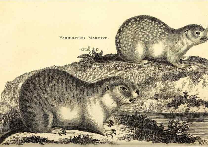 Reproducción/Reproduction 49826521376: General zoology, or Systematic natural history. London,Printed for G. Kearsley,1800-1826.. 