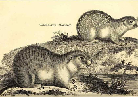 Reproducción/Reproduction 49826521376: General zoology, or Systematic natural history. London,Printed for G. Kearsley,1800-1826.. 