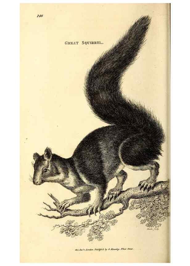 Reproducción/Reproduction 49826521686: General zoology, or Systematic natural history. London,Printed for G. Kearsley,1800-1826.. 