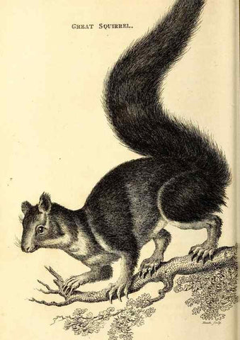 Reproducción/Reproduction 49826521686: General zoology, or Systematic natural history. London,Printed for G. Kearsley,1800-1826.. 