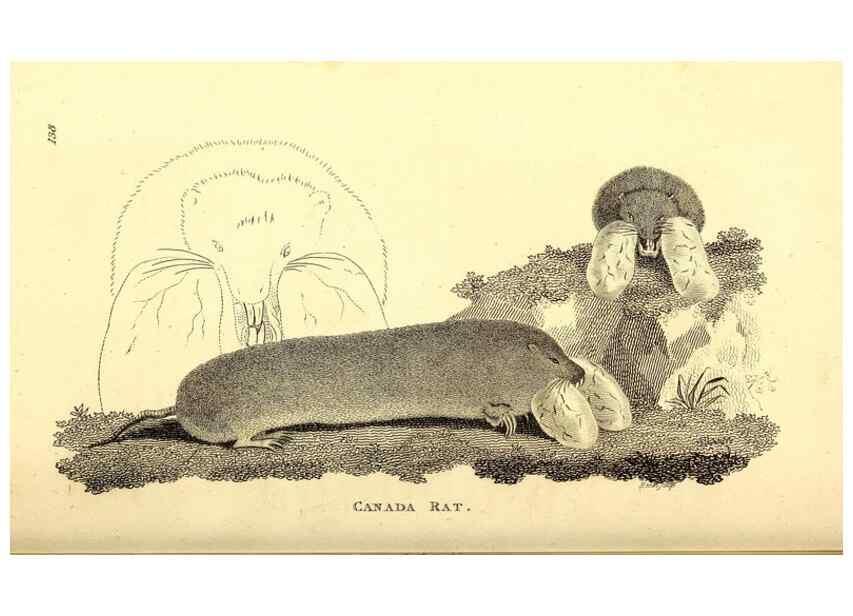 Reproducción/Reproduction 49826518746: General zoology, or Systematic natural history. London,Printed for G. Kearsley,1800-1826.. 