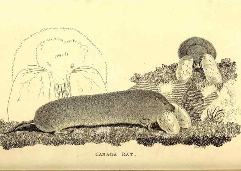 Reproducción/Reproduction 49826518746: General zoology, or Systematic natural history. London,Printed for G. Kearsley,1800-1826.. 