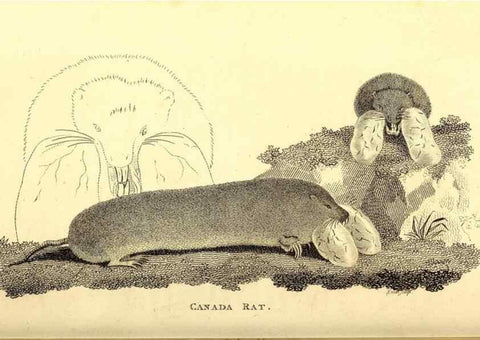 Reproducción/Reproduction 49826518746: General zoology, or Systematic natural history. London,Printed for G. Kearsley,1800-1826.. 