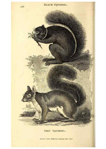 Reproducción/Reproduction 49826522061: General zoology, or Systematic natural history. London,Printed for G. Kearsley,1800-1826.. 