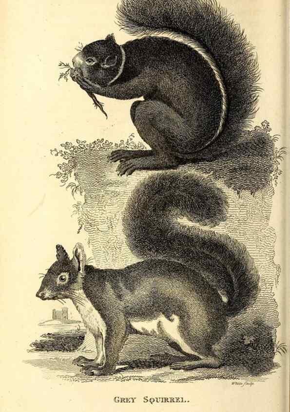 Reproducción/Reproduction 49826522061: General zoology, or Systematic natural history. London,Printed for G. Kearsley,1800-1826.. 