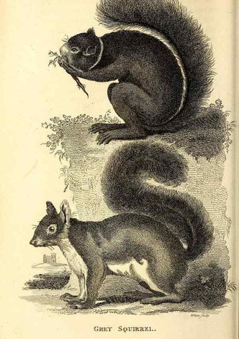 Reproducción/Reproduction 49826522061: General zoology, or Systematic natural history. London,Printed for G. Kearsley,1800-1826.. 