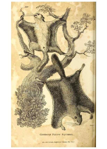 Reproducción/Reproduction 49826522796: General zoology, or Systematic natural history. London,Printed for G. Kearsley,1800-1826.. 
