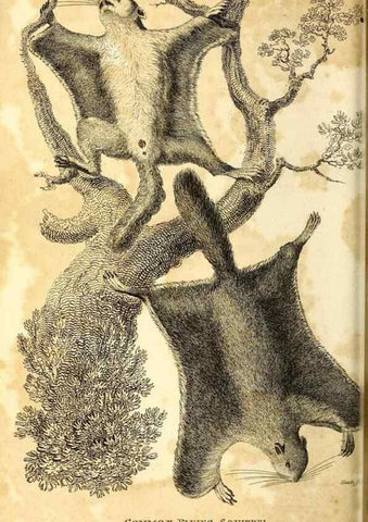 Reproducción/Reproduction 49826522796: General zoology, or Systematic natural history. London,Printed for G. Kearsley,1800-1826.. 