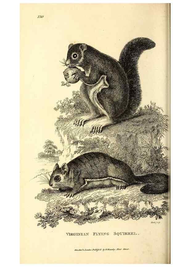 Reproducción/Reproduction 49826839297: General zoology, or Systematic natural history. London,Printed for G. Kearsley,1800-1826.. 