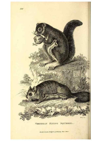 Reproducción/Reproduction 49826839297: General zoology, or Systematic natural history. London,Printed for G. Kearsley,1800-1826.. 