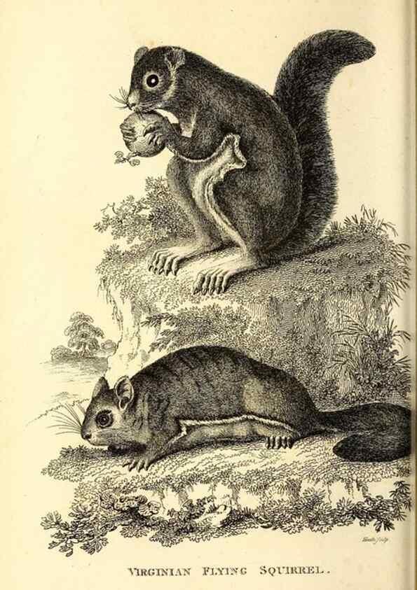 Reproducción/Reproduction 49826839297: General zoology, or Systematic natural history. London,Printed for G. Kearsley,1800-1826.. 