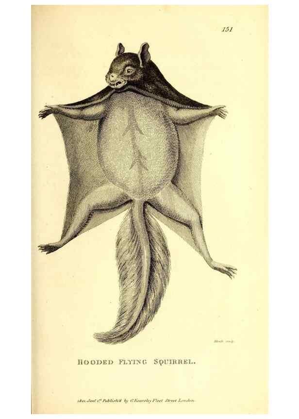 Reproducción/Reproduction 49825990393: General zoology, or Systematic natural history. London,Printed for G. Kearsley,1800-1826.. 