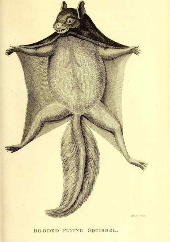 Reproducción/Reproduction 49825990393: General zoology, or Systematic natural history. London,Printed for G. Kearsley,1800-1826.. 