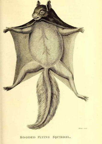 Reproducción/Reproduction 49825990393: General zoology, or Systematic natural history. London,Printed for G. Kearsley,1800-1826.. 