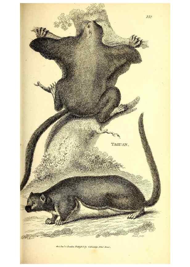 Reproducción/Reproduction 49826523761: General zoology, or Systematic natural history. London,Printed for G. Kearsley,1800-1826.. 