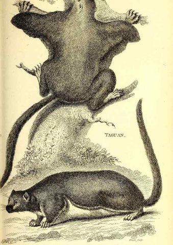 Reproducción/Reproduction 49826523761: General zoology, or Systematic natural history. London,Printed for G. Kearsley,1800-1826.. 