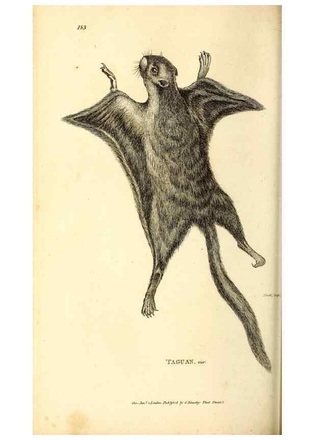Reproducción/Reproduction 49826524036: General zoology, or Systematic natural history. London,Printed for G. Kearsley,1800-1826.. 