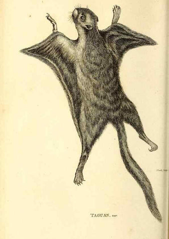Reproducción/Reproduction 49826524036: General zoology, or Systematic natural history. London,Printed for G. Kearsley,1800-1826.. 
