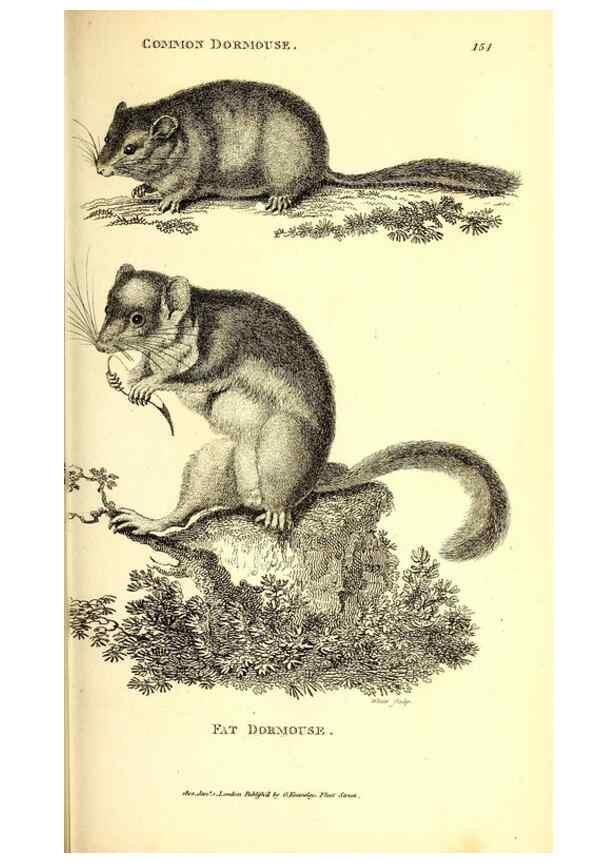 Reproducción/Reproduction 49825991183: General zoology, or Systematic natural history. London,Printed for G. Kearsley,1800-1826.. 