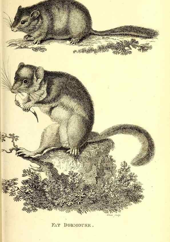 Reproducción/Reproduction 49825991183: General zoology, or Systematic natural history. London,Printed for G. Kearsley,1800-1826.. 