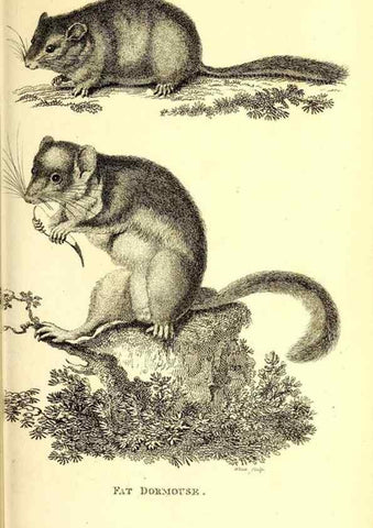 Reproducción/Reproduction 49825991183: General zoology, or Systematic natural history. London,Printed for G. Kearsley,1800-1826.. 
