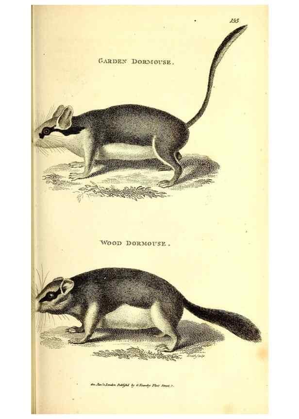 Reproducción/Reproduction 49826840677: General zoology, or Systematic natural history. London,Printed for G. Kearsley,1800-1826.. 
