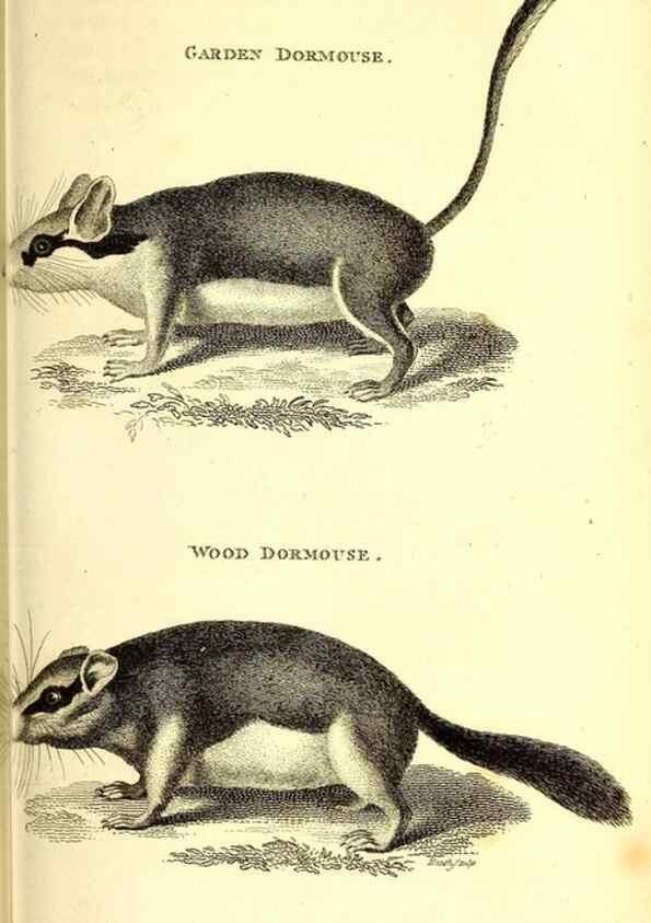 Reproducción/Reproduction 49826840677: General zoology, or Systematic natural history. London,Printed for G. Kearsley,1800-1826.. 